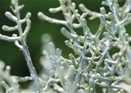 Stacheldraht Stacheldraht