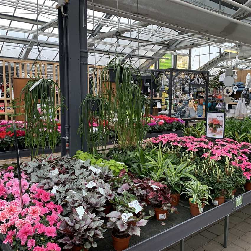 Florawelt Dorsten Gmbh Gahlener Straße Dorsten Zimmerpflanzen - Florawelt Dorsten