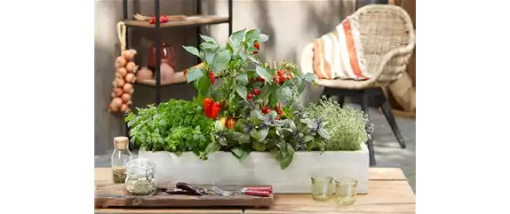 DIE SCHÖNSTEN BALKONKÄSTEN! Florawelt Dorsten