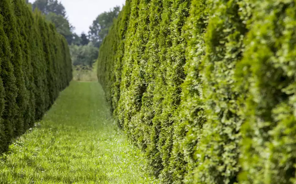 Unsere Baumschule - Die schönsten Pflanzen für Deinen Garten