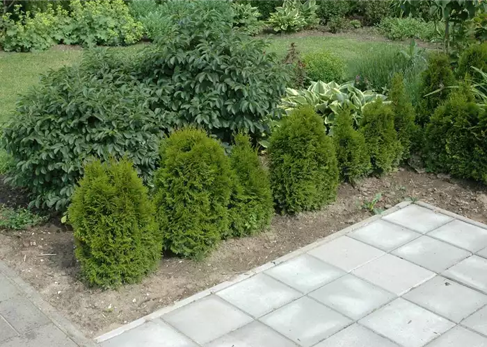 TOP 5 HECKENPFLANZEN im portrait