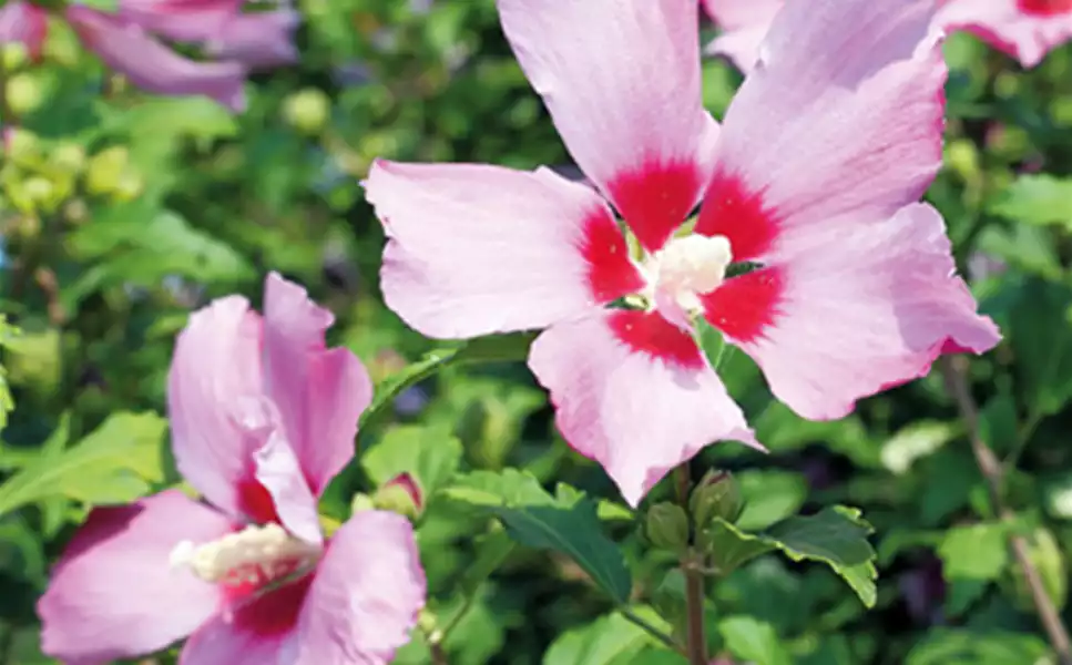 Auf die Basis kommt es an - Ob im Container, mit Ballen oder wurzelnackt