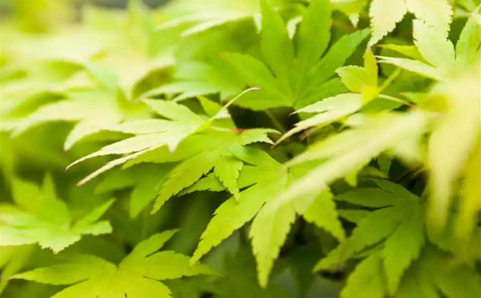 Auf gute Beziehungen kommt es an - Falls deine Traumpflanze nicht vorrätig ist