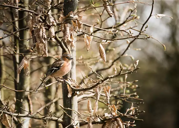 TIPPS ZUR WINTERVOGELFüTTERUNG! TIPPS ZUR WINTERVOGELFüTTERUNG!