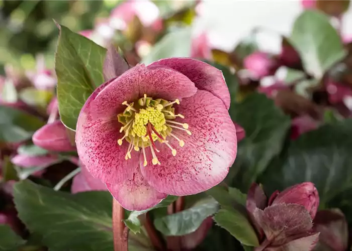 STAUDENPFLANZUNG LEICHT GEMACHT STAUDENPFLANZUNG LEICHT GEMACHT