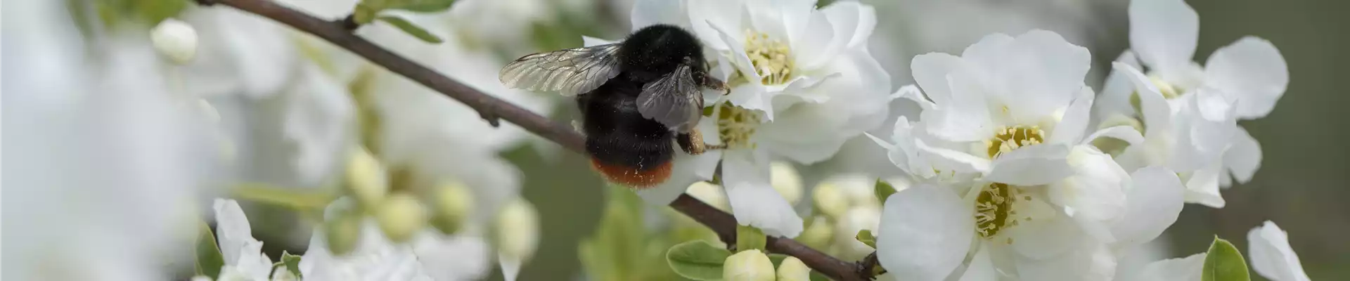 Exochorda x macrantha 'The Bride'