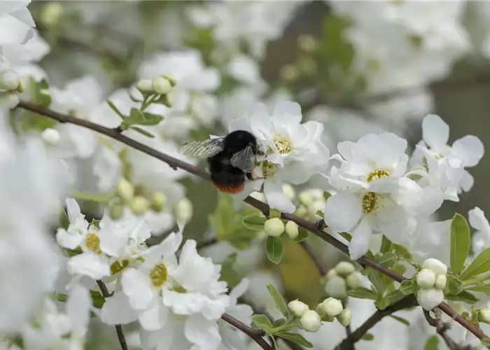 TOP 5 INSEKTENFREUNDLICHE PFLANZEN! TOP 5 INSEKTENFREUNDLICHE PFLANZEN!