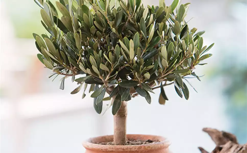 Palmen, Oliven und Zitruspflanzen - Mittelmeer feeling für zuhause