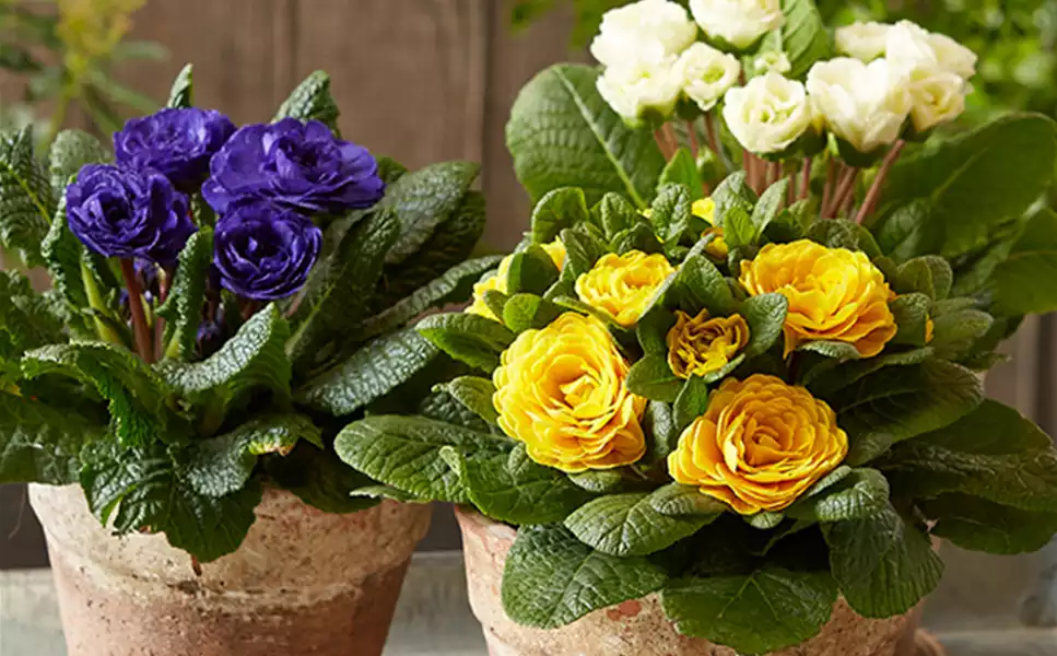 Vielfalt die Verzaubert - Buntes für deinen Garten oder Balkon