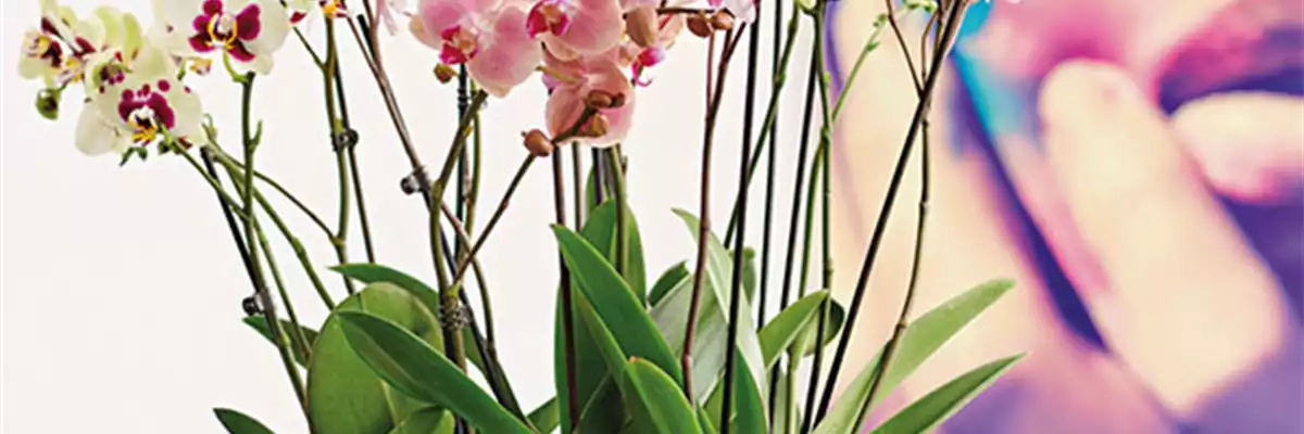 2811_Muttertag2019_Orchidee2
