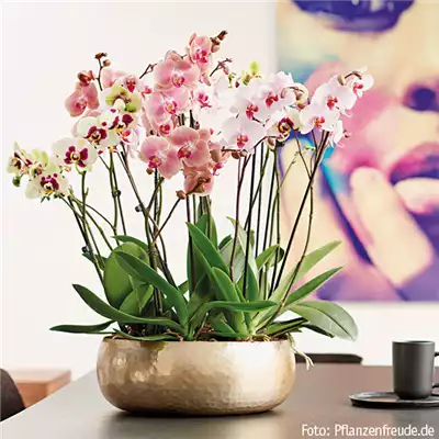 Orchideen-Tage