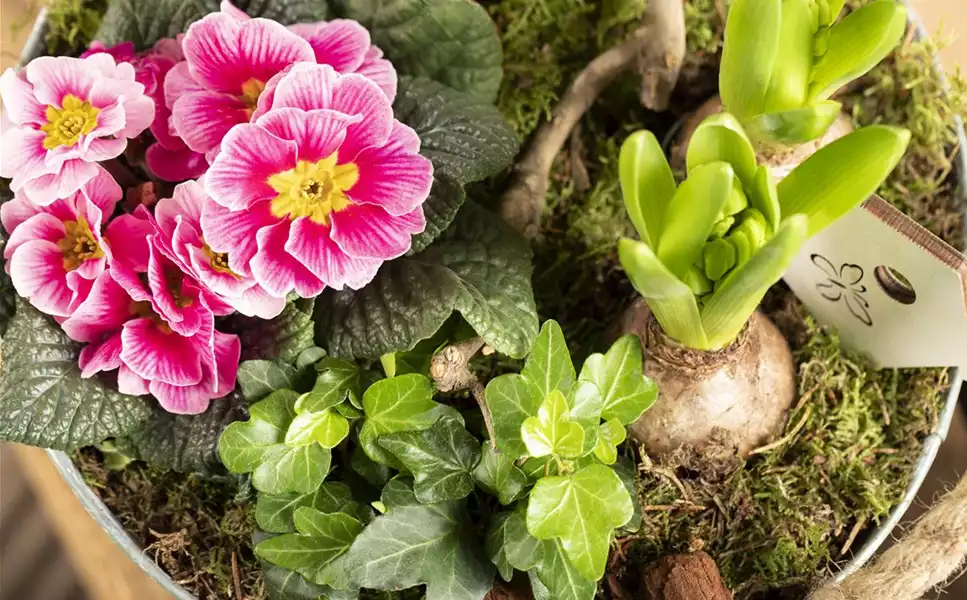 Fertig Bepflanzt - Wenn es auch mal schnell gehen muss