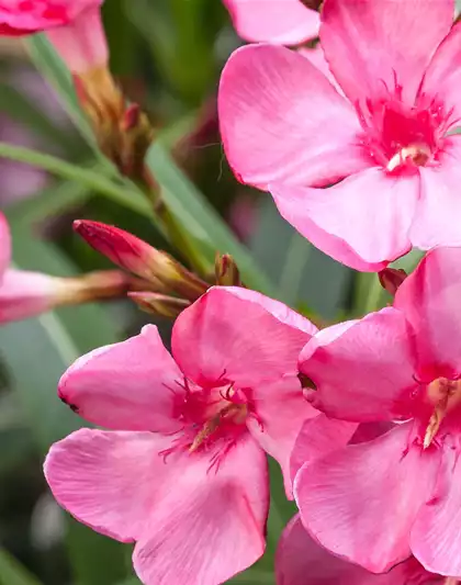 Oleander