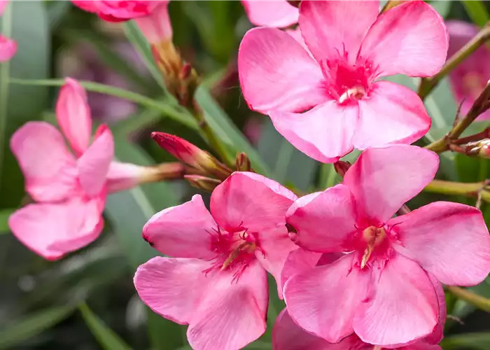 Oleander
