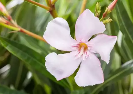 Oleander