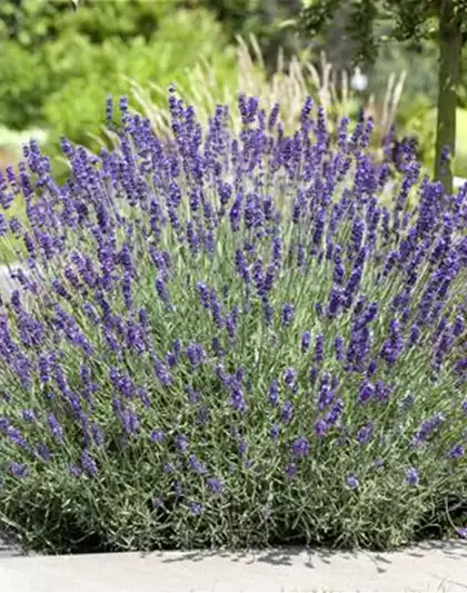PFLANZE DES MONATS JUNI: LAVENDEL