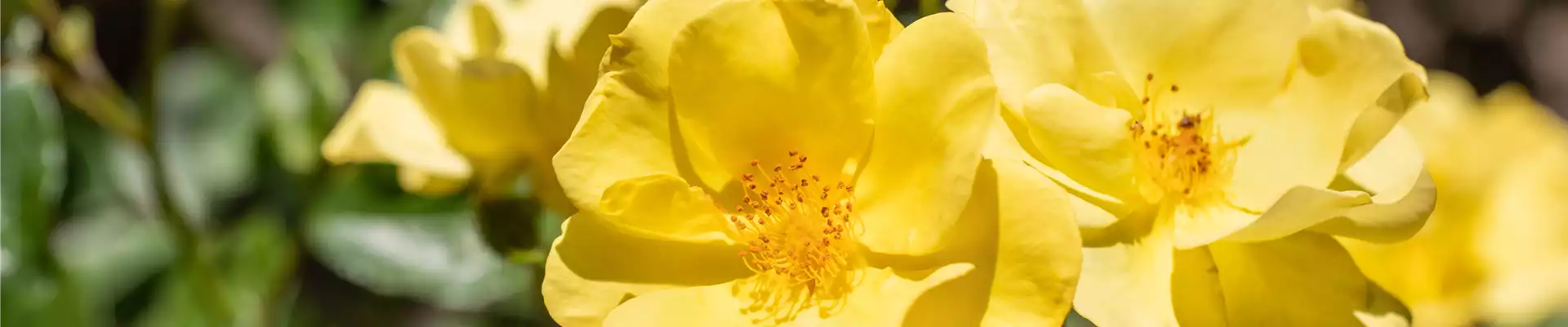 Bodendeckerrose, gelb