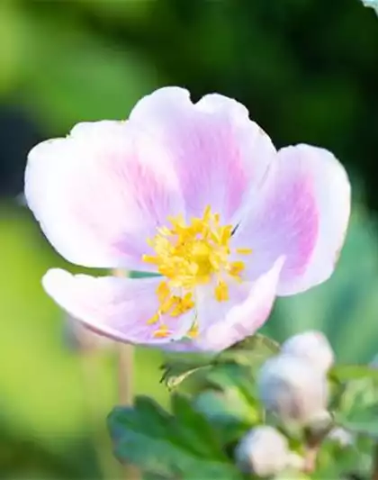 PFLANZE DES MONATS AUGUST: HERBSTANEMONE