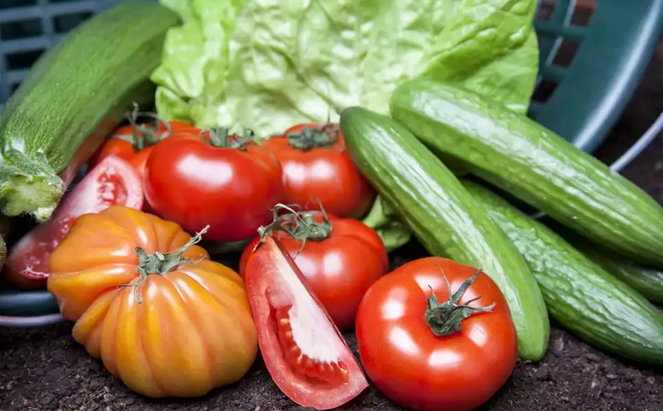 Selber Ernten - Gemüse aus dem eigenem Garten