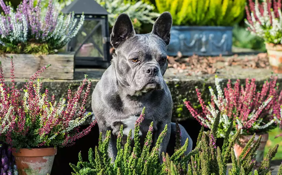 Hund und Katze - Für unsere vierbeiner Hund und Katze - Für unsere vierbeiner