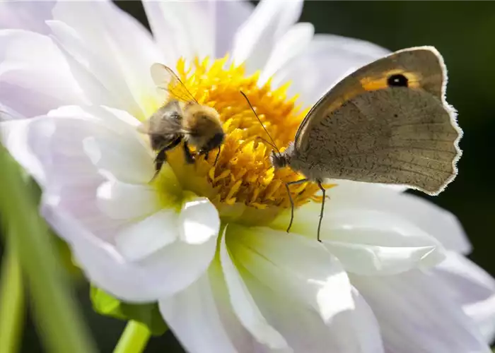 BIENEN UND SCHMETTERLINGE IM GARTEN! BIENEN UND SCHMETTERLINGE IM GARTEN!