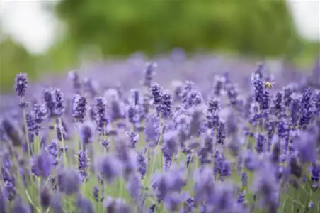 LAVENDEL