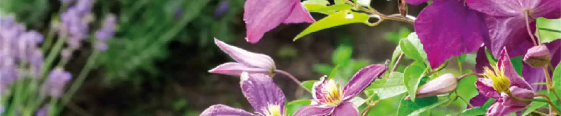 OHNE ENDE VOLLE BLÜTE.