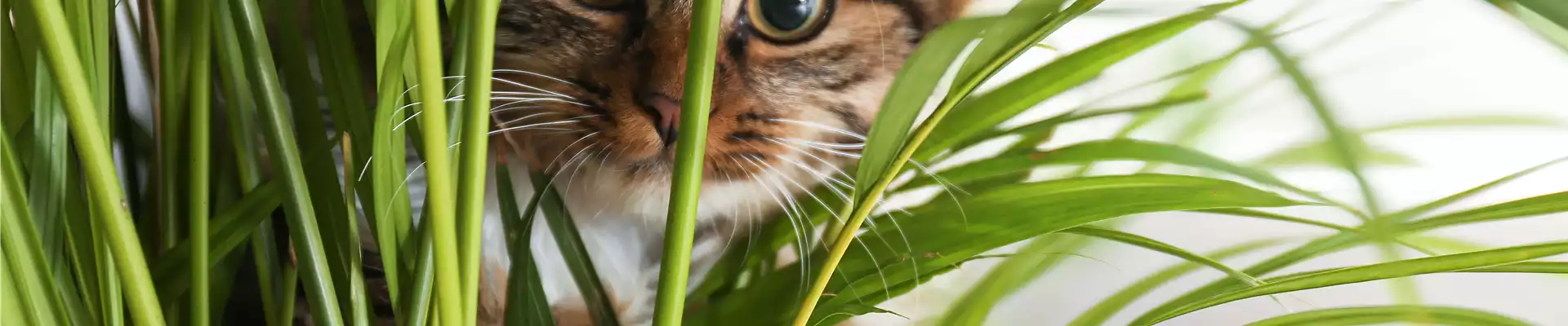 TIERFREUNDLICHE PFLANZEN FüR ALLE FELLNASEN!