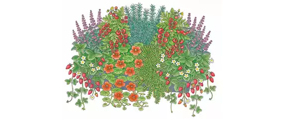 AROMATISCHE PFLANZIDEEN