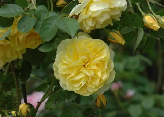 IDEEN FÜR DIE TERRASSEN–KÜBEL IDEEN FÜR DIE TERRASSEN–KÜBEL