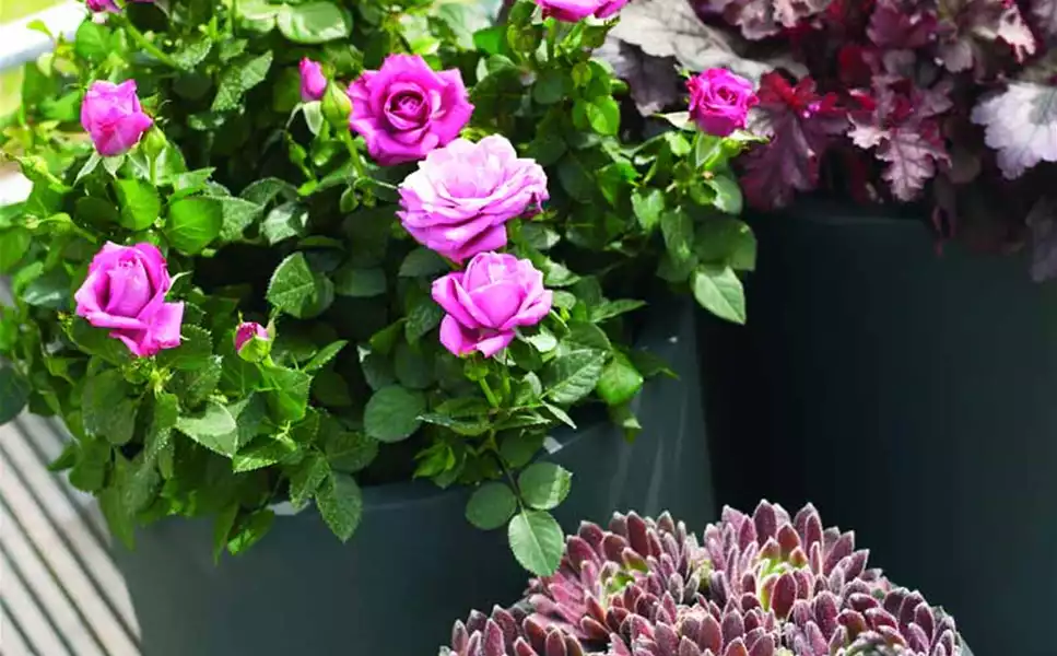 Schädlinge und Krankheiten an Pflanzen - Pflanzendoktor