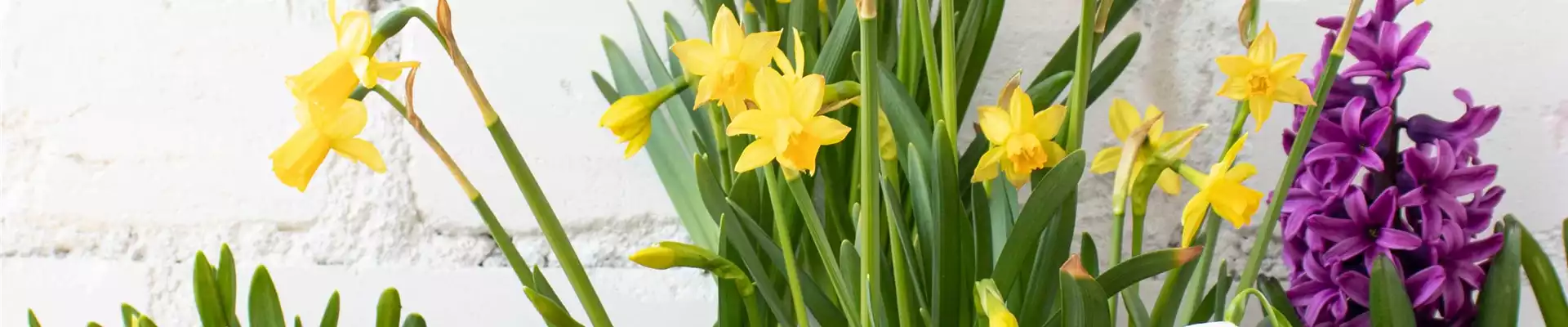 FRüHLINGSGEFüHLE AUS DER ZWIEBEL!