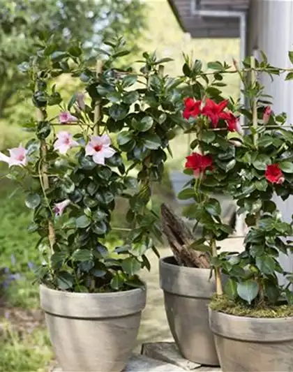 PFLANZE DES MONATS APRIL: DIPLADENIE