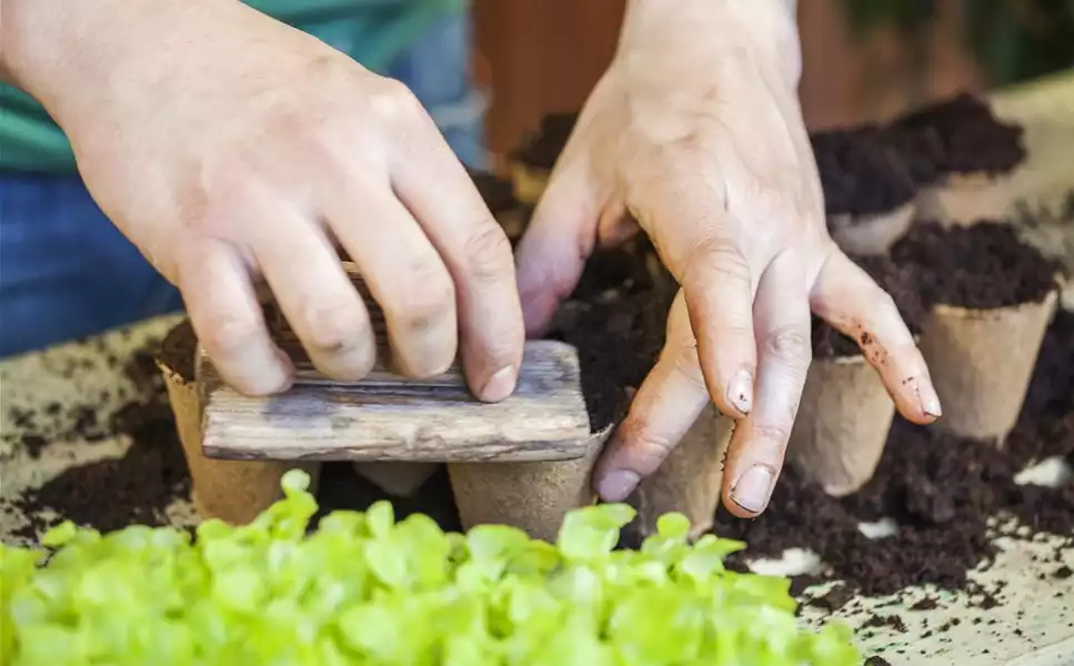 Erst säen und dann ernten - Aussaat die aufgeht