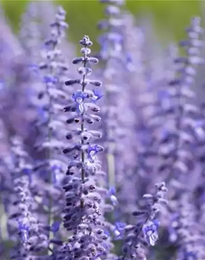 PFLANZE DES MONATS JULI: BLAURAUTE