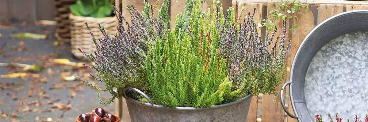 CALLUNA VULGARIS SKYLINE