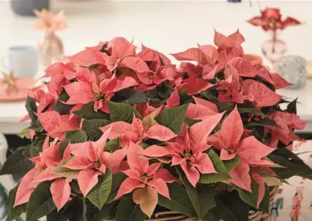 KLASSISCHE WEIHNACHTEN!