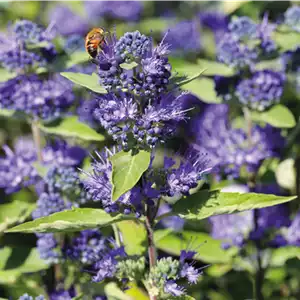 PFLANZE DES MONATS AUGUST: BARTBLUME