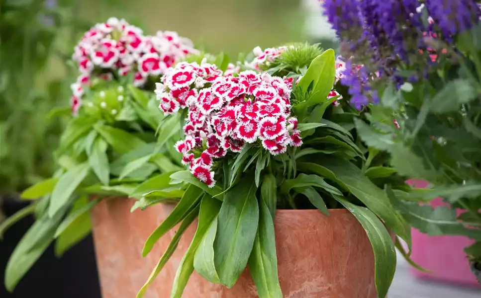 Pflanzideen - Besondere Arrangements Pflanzideen - Besondere Arrangements