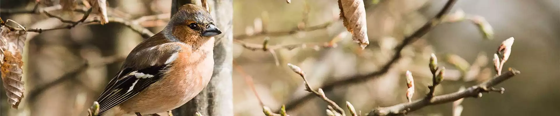 Gehölze für Vögel