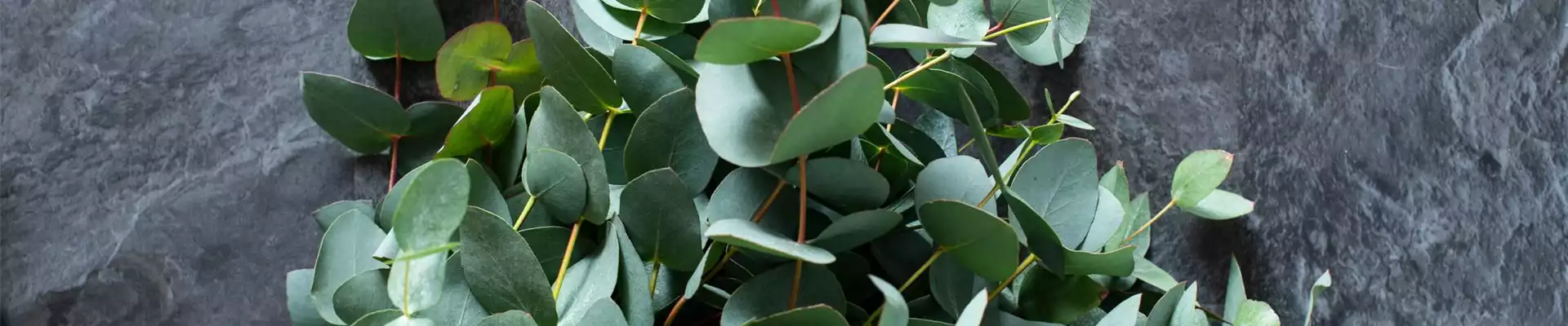 PFLANZE DES MONATS NOVEMBER: EUKALYPTUS