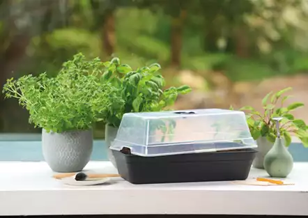 PLATZ DA AUF DER FENSTERBANK!