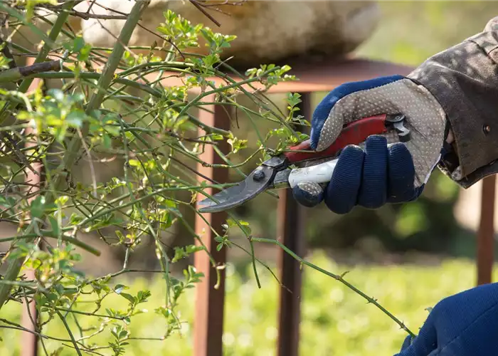 ROSEN RICHTIG SCHNEIDEN ROSEN RICHTIG SCHNEIDEN