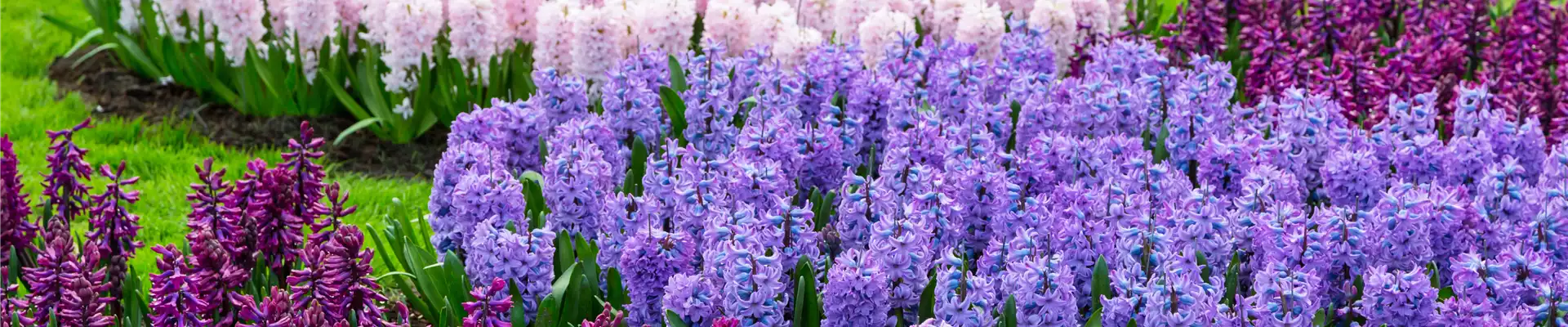 JETZT PFLANZEN, SPäTER STAUNEN!