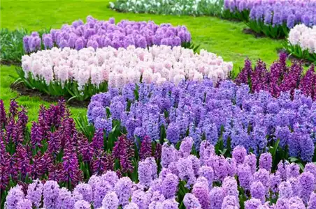 JETZT PFLANZEN, SPäTER STAUNEN! JETZT PFLANZEN, SPäTER STAUNEN!