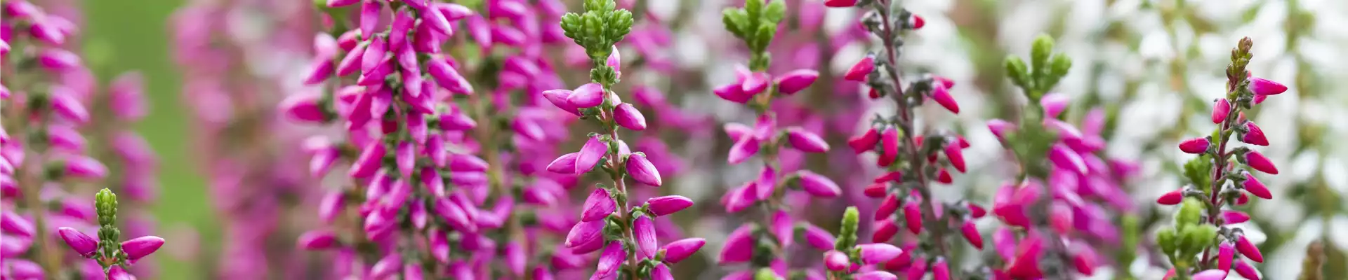 Calluna vulgaris 'Beauty Ladies'® Trio
