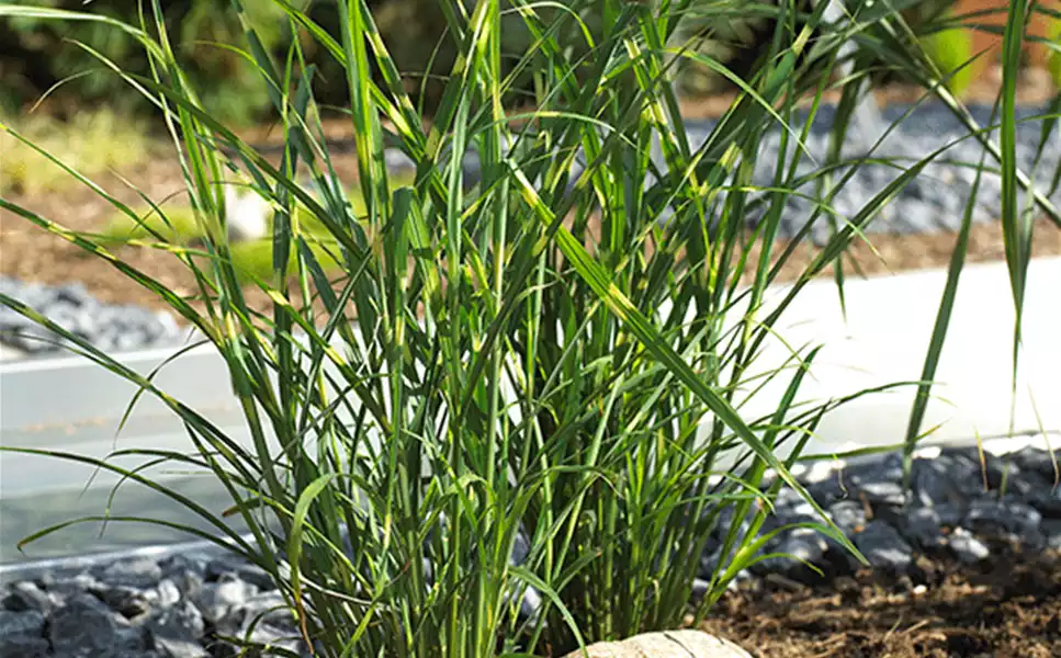 Alleskönner - Gräservielfalt in der FloraWelt