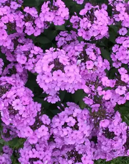 PHLOX