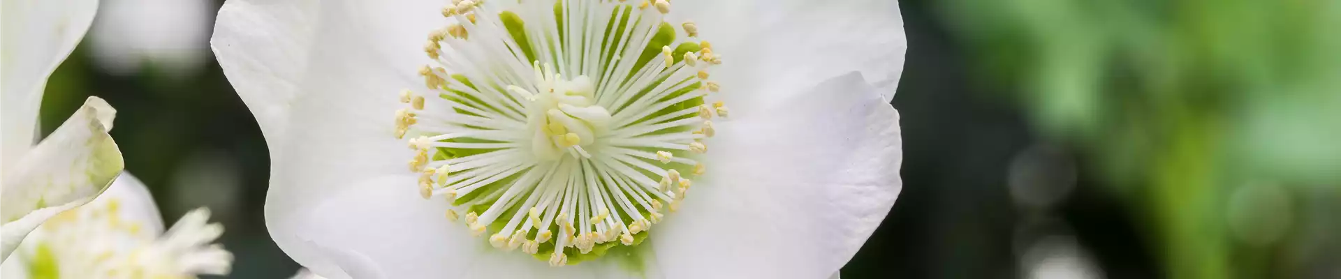 Helleborus x ericsmithii