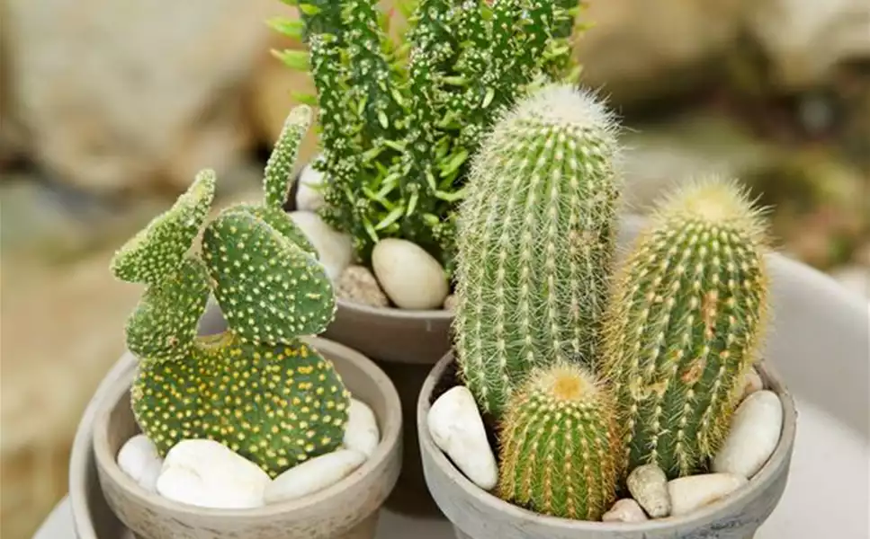 Dankbare Zimmerpflanzen - pflegeleichte überlebenskünstler Dankbare Zimmerpflanzen - pflegeleichte überlebenskünstler